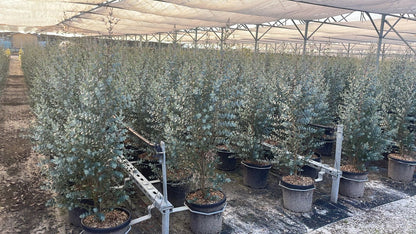  Winterharde Eucalyptus (Eucalyptus Gunnii 'Azura')