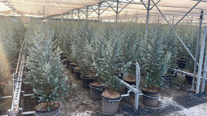  Winterharde Eucalyptus (Eucalyptus Gunnii 'Azura')