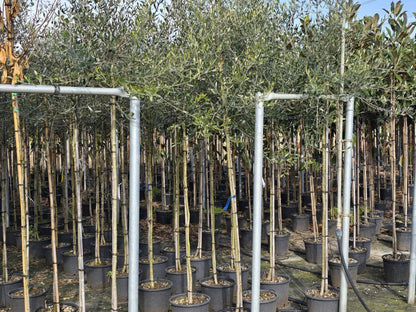  Olijfboom (Olea Europaea )