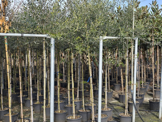  Olijfboom (Olea Europaea )