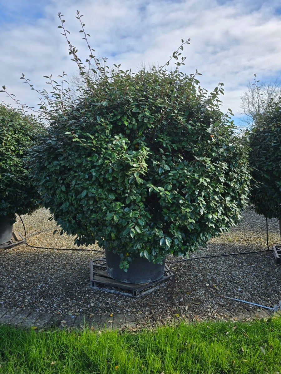  Olijfwilg Als Bol (Elaeagnus Ebbingei 'Compacta')