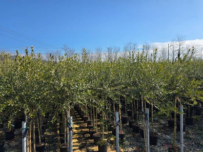  Olijf Als Halfstam (Olea Europaea 'leccino')