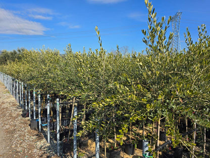  Olijf Op Stam (Olea Europaea)