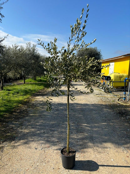  Olijf Als Halfstam (Olea Europaea 'leccino')
