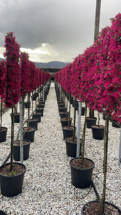  Chinese Franjeboom Halfstam Leiboom (Loropetalum Chinensis 'Fede')