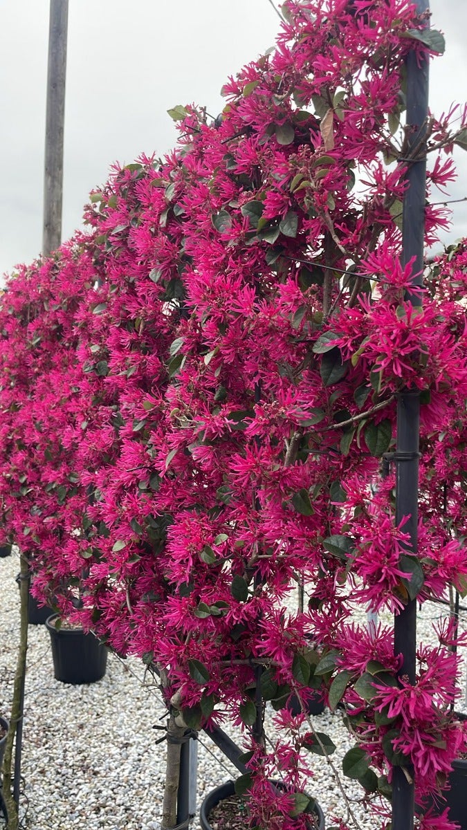  Chinese Franjeboom Halfstam Leiboom (Loropetalum Chinensis 'Fede')