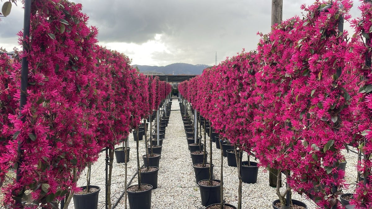 Chinese Franjeboom Halfstam Leiboom (Loropetalum Chinensis 'Fede')