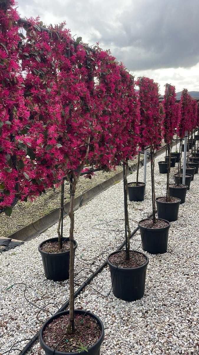  Chinese Franjeboom Halfstam Leiboom (Loropetalum Chinensis 'Fede')