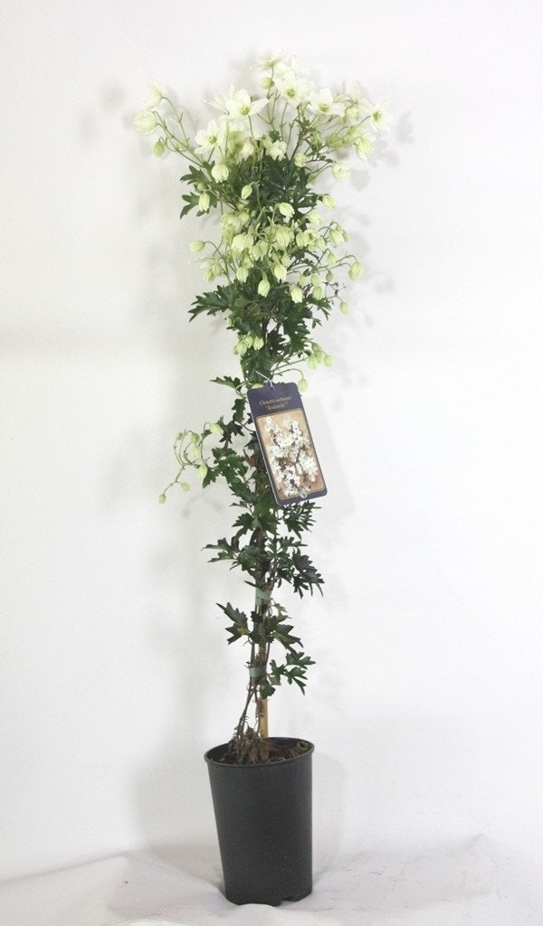  Groenblijvende Clematis (Clematis ‘White Abundance’)