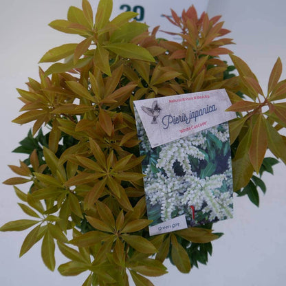  Rotsheide (Pieris Japonica 'White Cascade')