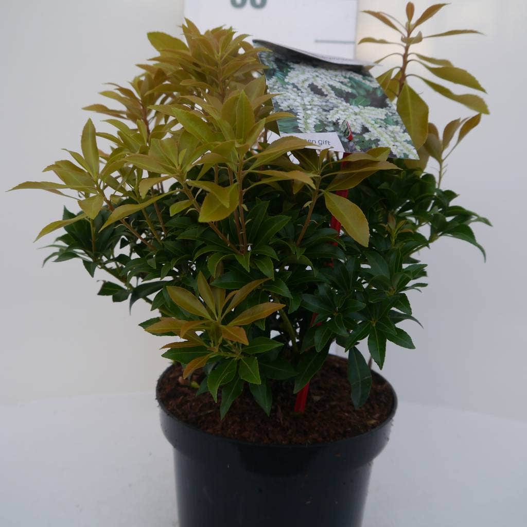  Rotsheide (Pieris Japonica 'White Cascade')