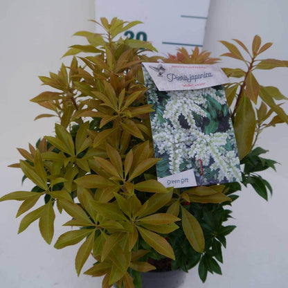  Rotsheide (Pieris Japonica 'White Cascade')