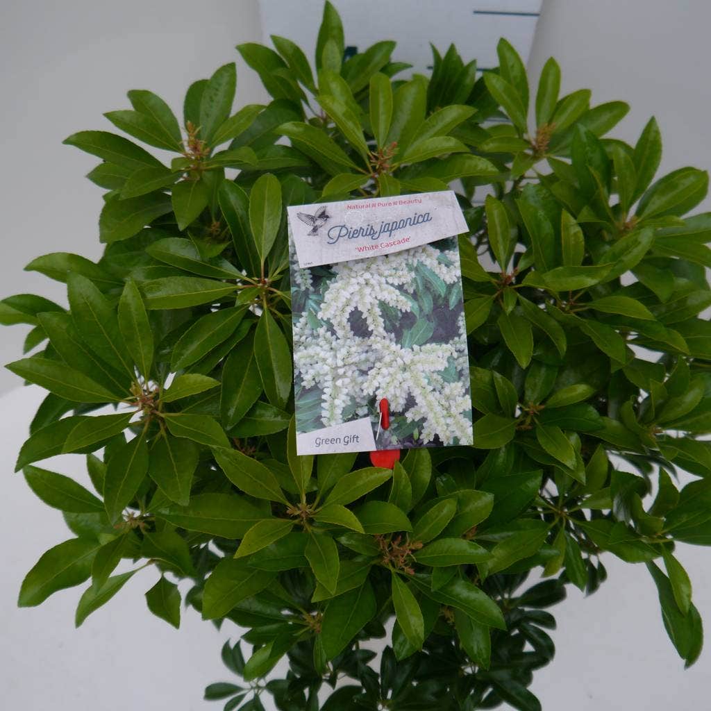  Rotsheide (Pieris Japonica 'White Cascade')