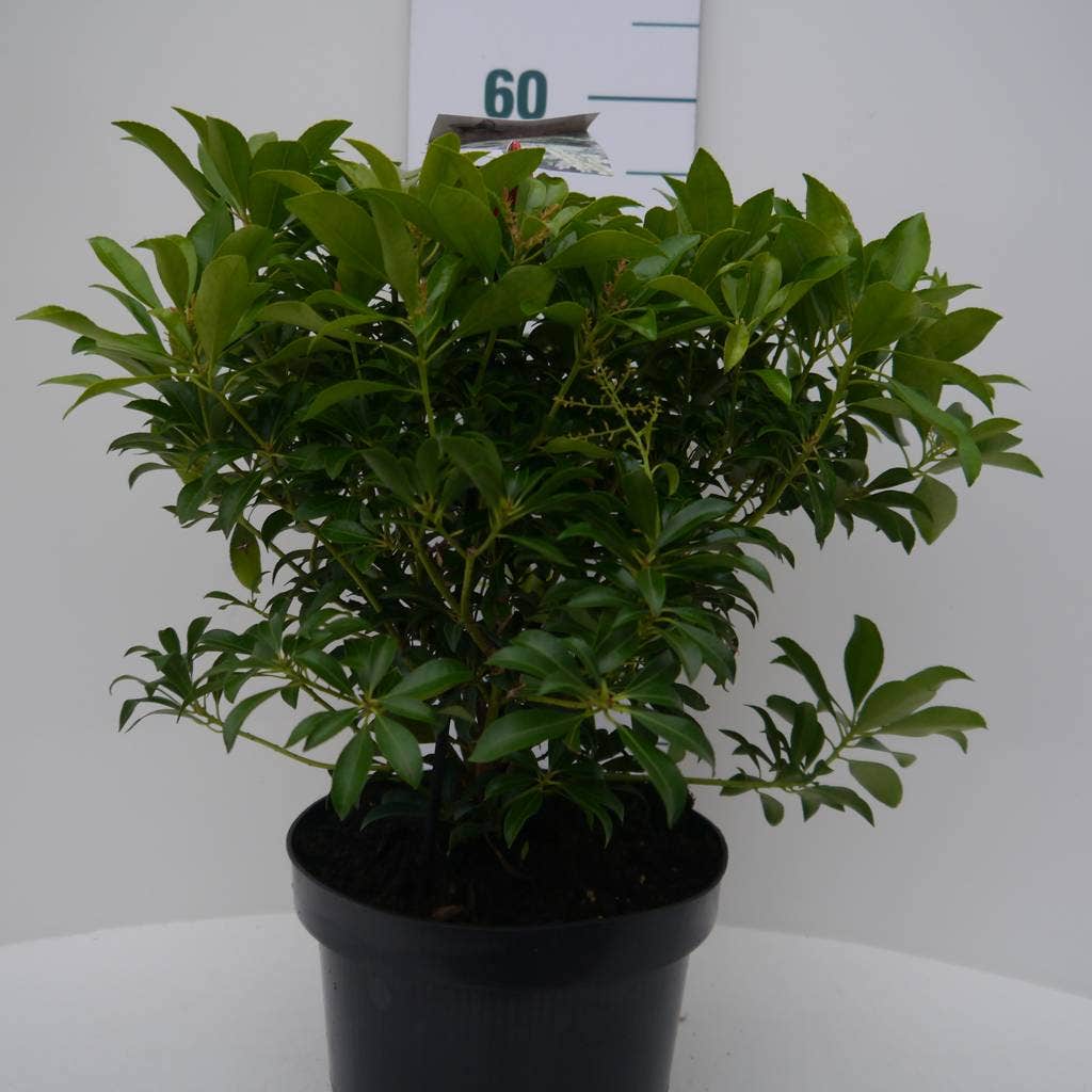  Rotsheide (Pieris Japonica 'White Cascade')