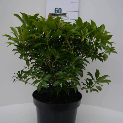  Rotsheide (Pieris Japonica 'White Cascade')