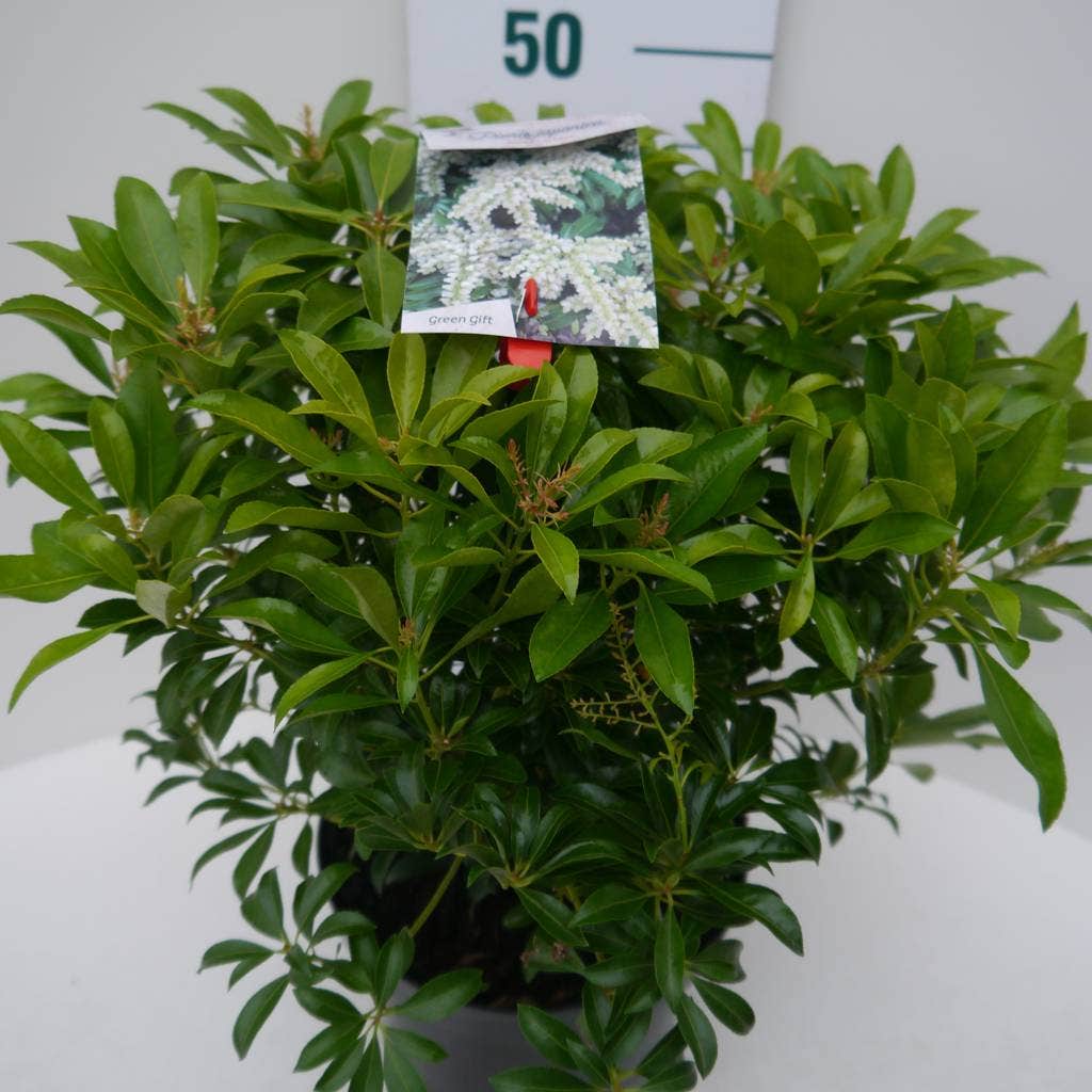  Rotsheide (Pieris Japonica 'White Cascade')
