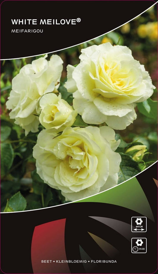  Stamroos (Rosa 'White Meilove')