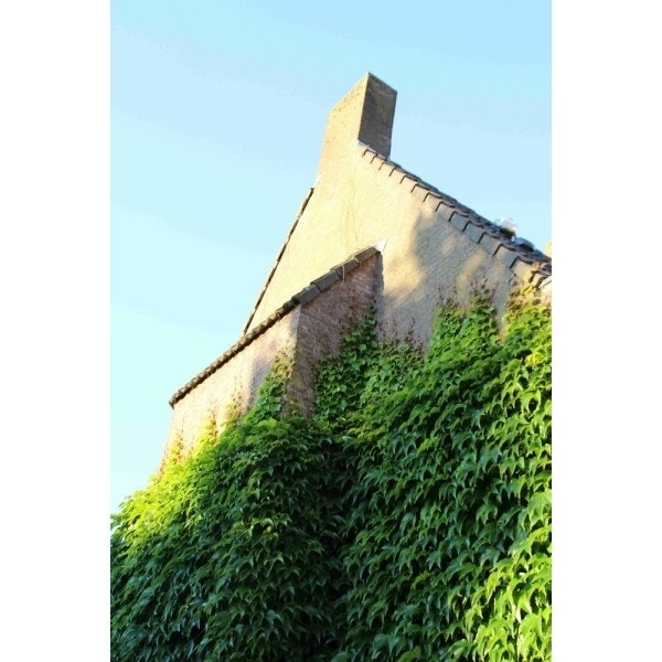 Wingerd (Parthenocissus Tricuspidata 'Veitchii')