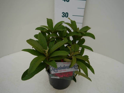  Rhododendron (Rhododendron 'Wilgen's Ruby')