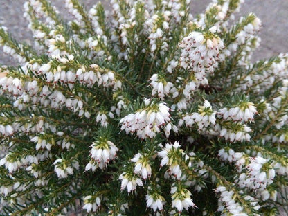  Witte Winterheide (Erica Carnea 'Isabell')