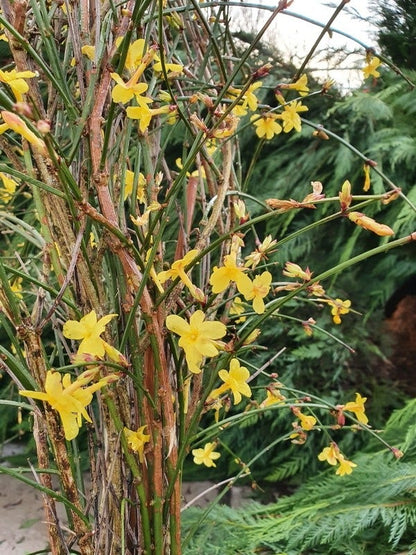  Winterjasmijn (Jasminum Nudiflorum)