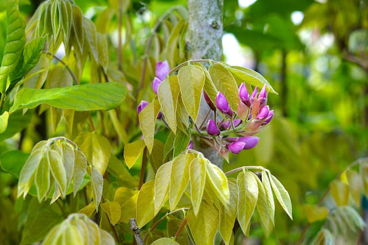  Blauwe Regen Als Boom (Wisteria Floribunda 'Rosea')