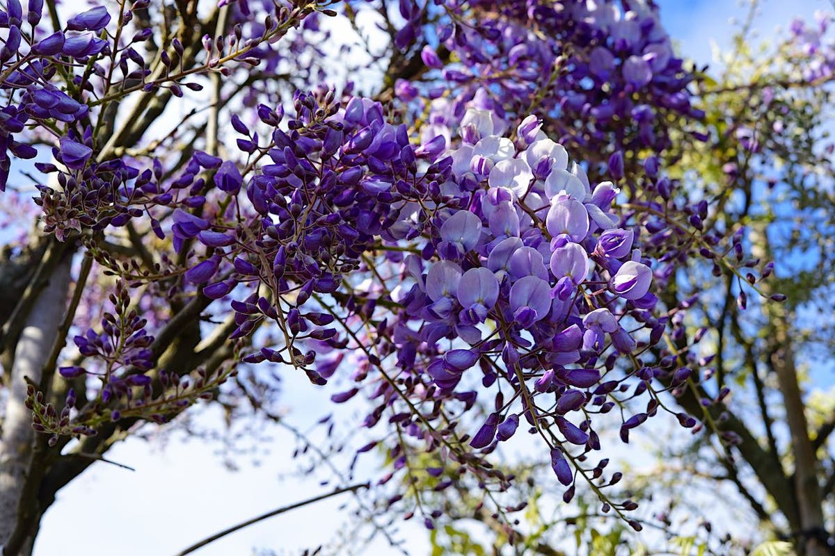  Blauwe Regen (Wisteria Sinensis 'Prolific')