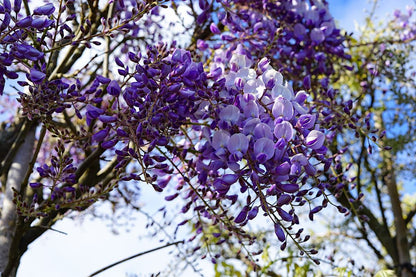  Blauwe Regen (Wisteria Sinensis 'Prolific')