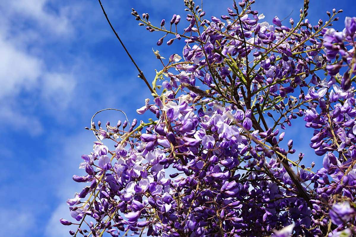  Blauwe Regen (Wisteria Sinensis 'Prolific')