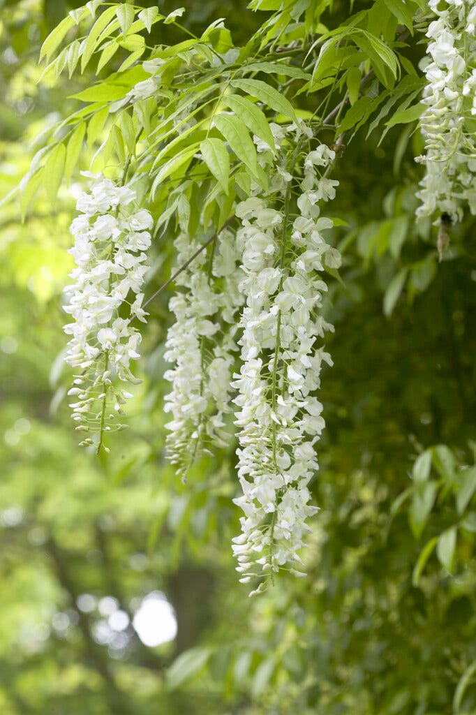  Blauwe Regen Op Stam (Wisteria Sinensis 'Alba')