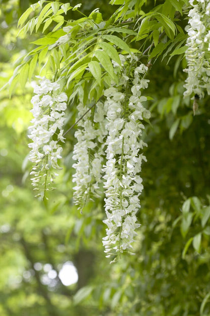  Blauwe Regen Als Boom (Wisteria Sinensis 'Alba')