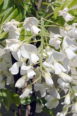  Blauwe Regen, Wit (Wisteria Brachybotrys 'Kapitan Fuji')