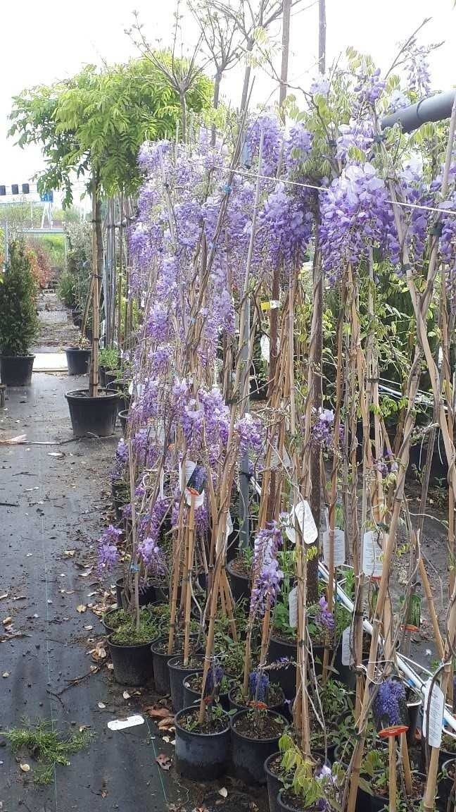  Blauwe Regen (Wisteria Sinensis 'Prolific')