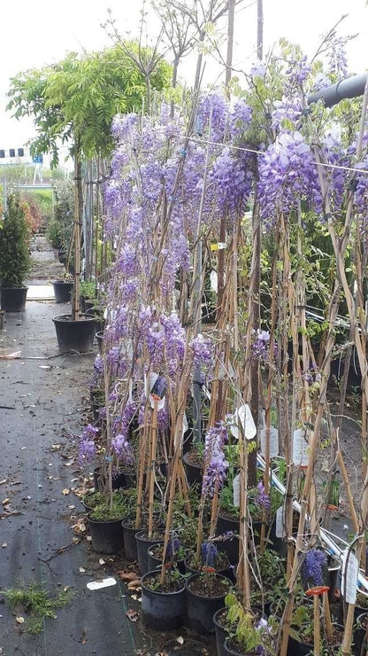  Blauwe Regen (Wisteria Sinensis 'Prolific')