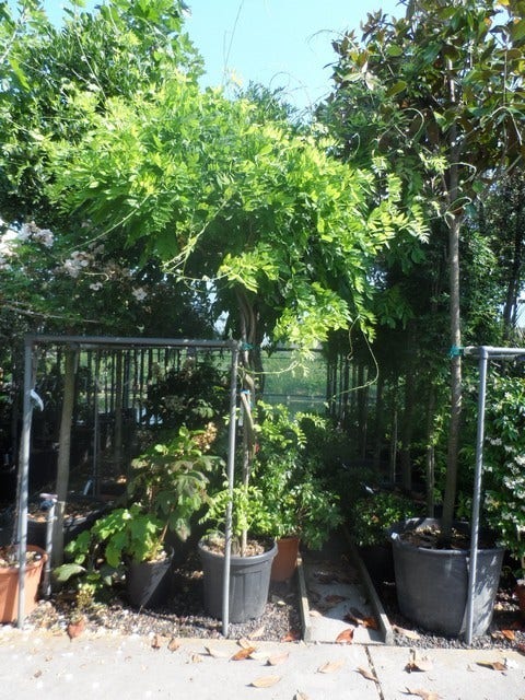  Blauwe Regen Als Boom (Wisteria Sinensis 'Prolific')
