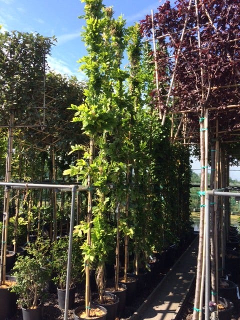  Blauwe Regen (Wisteria Sinensis 'Prolific')