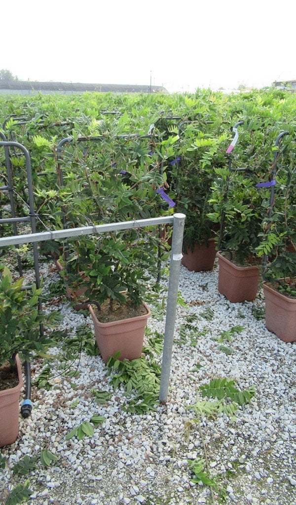  Blauwe Regen Als Leivorm (Wisteria Brachybotrys 'Yokohama Fuji')