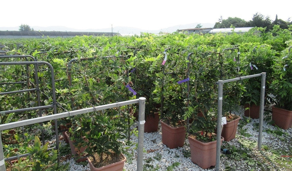  Blauwe Regen Als Leivorm (Wisteria Brachybotrys 'Yokohama Fuji')