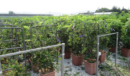  Blauwe Regen Als Leivorm (Wisteria Brachybotrys 'Yokohama Fuji')