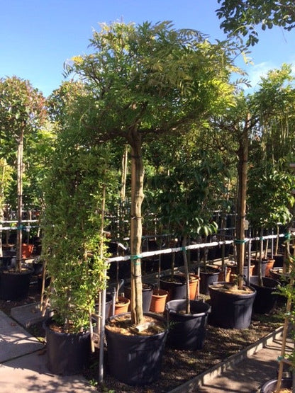  Blauwe Regen Als Boom (Wisteria Sinensis 'Prolific')