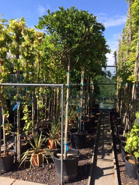  Blauwe Regen Als Boom (Wisteria Sinensis 'Alba')