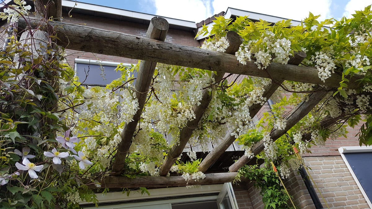  Japanse Blauwe Regen, Wit (Wisteria Floribunda 'Alba')