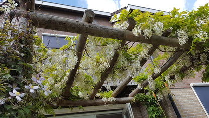  Japanse Blauwe Regen, Wit (Wisteria Floribunda 'Alba')