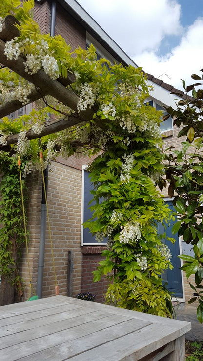  Japanse Blauwe Regen, Wit (Wisteria Floribunda 'Alba')