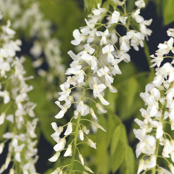  Blauwe Regen, Wit (Wisteria Brachybotrys 'Kapitan Fuji')