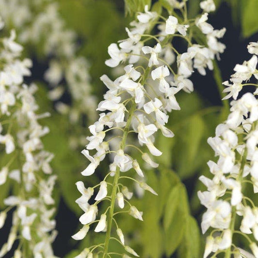  Blauwe Regen, Wit (Wisteria Brachybotrys 'Kapitan Fuji')