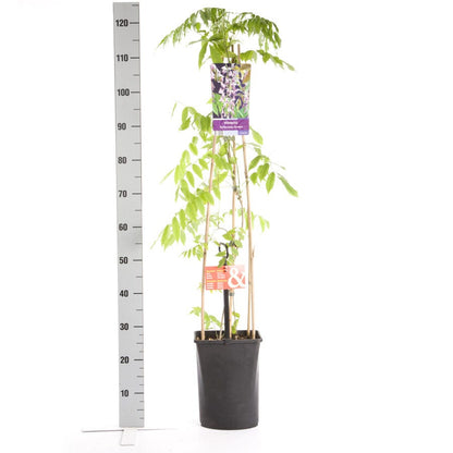  Blauwe Regen, Roze (Wisteria Floribunda 'Rosea')