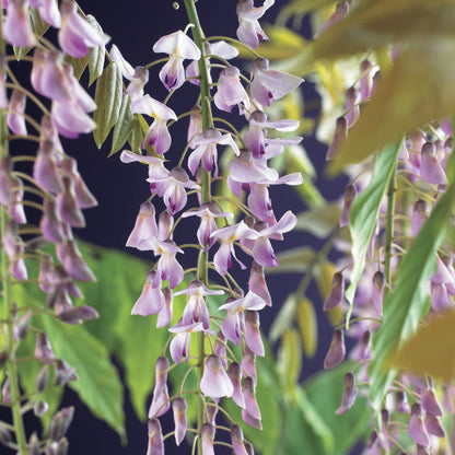  Blauwe Regen, Roze (Wisteria Floribunda 'Rosea')