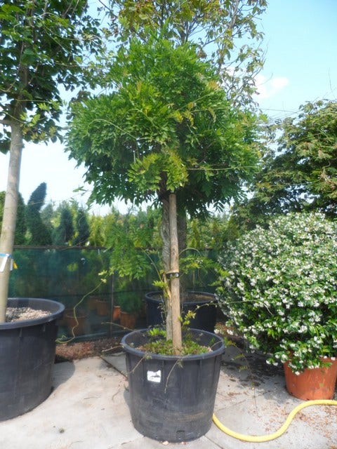  Blauwe Regen Als Boom (Wisteria Floribunda 'Rosea')