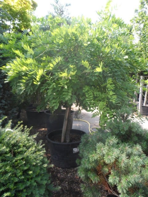  Blauwe Regen Op Stam (Wisteria Sinensis 'Alba')
